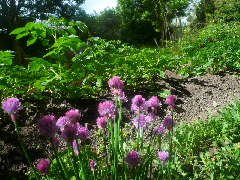 Rathmines Open Gardens